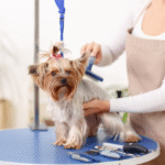 How to Choose the Best Pet Grooming Services