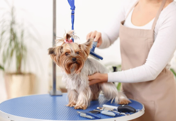 How to Choose the Best Pet Grooming Services