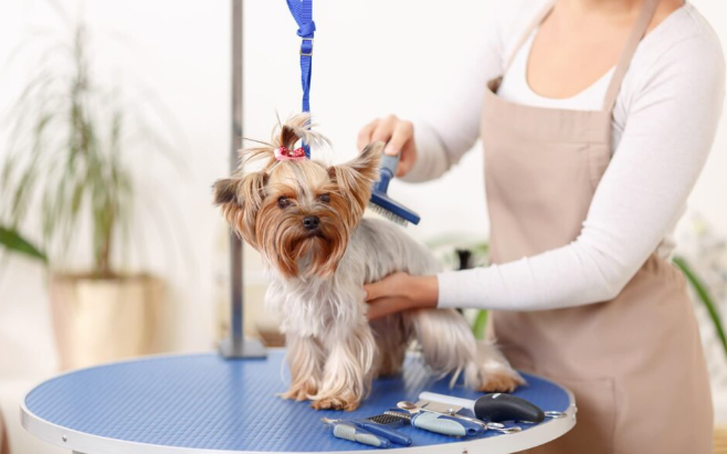 How to Choose the Best Pet Grooming Services